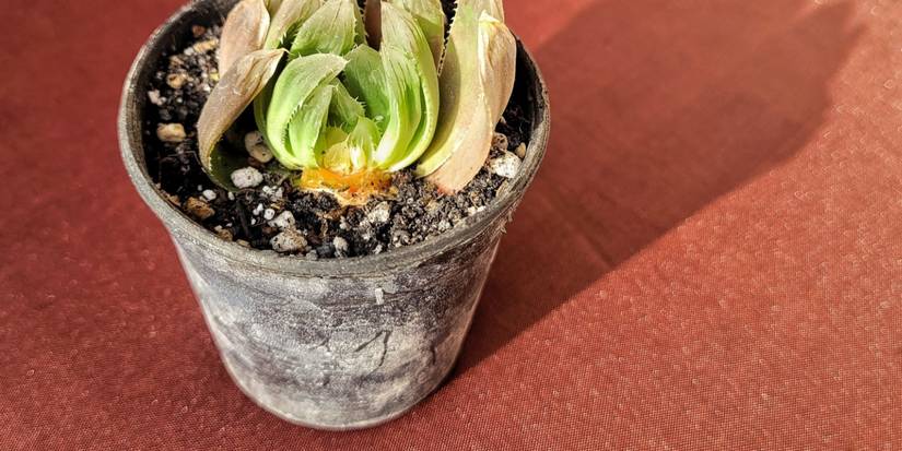 cactus a succulent Real Live Succulent Cactus Plant : Echinopsis cv. Haku-jo Maru  Succulent  Zone