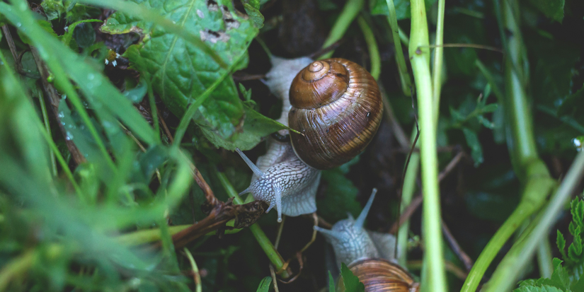 Why You Should Welcome a Garden Snail Into Your Backyard