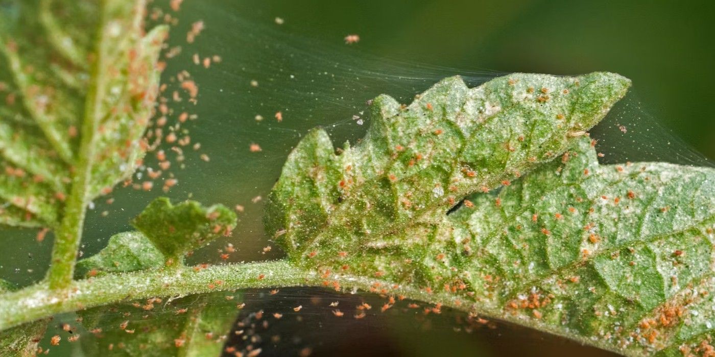 From Luxurious Threads to Garden Pests: Managing Silk-Making Insects