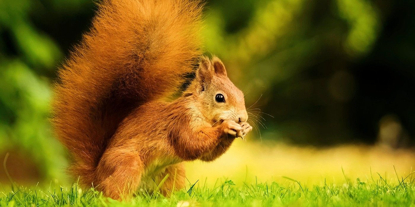 Harnessing the Benefits of Squirrels in Your Yard