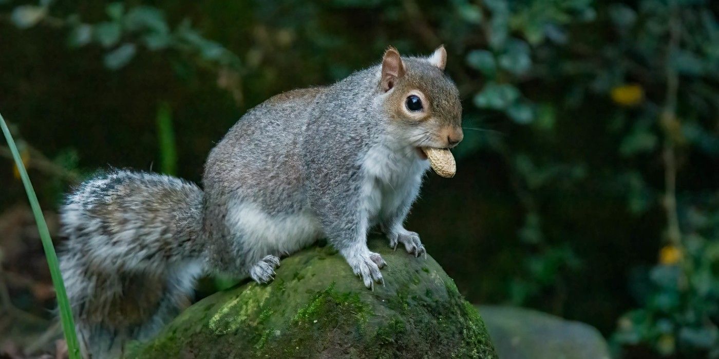 Harnessing the Benefits of Squirrels in Your Yard