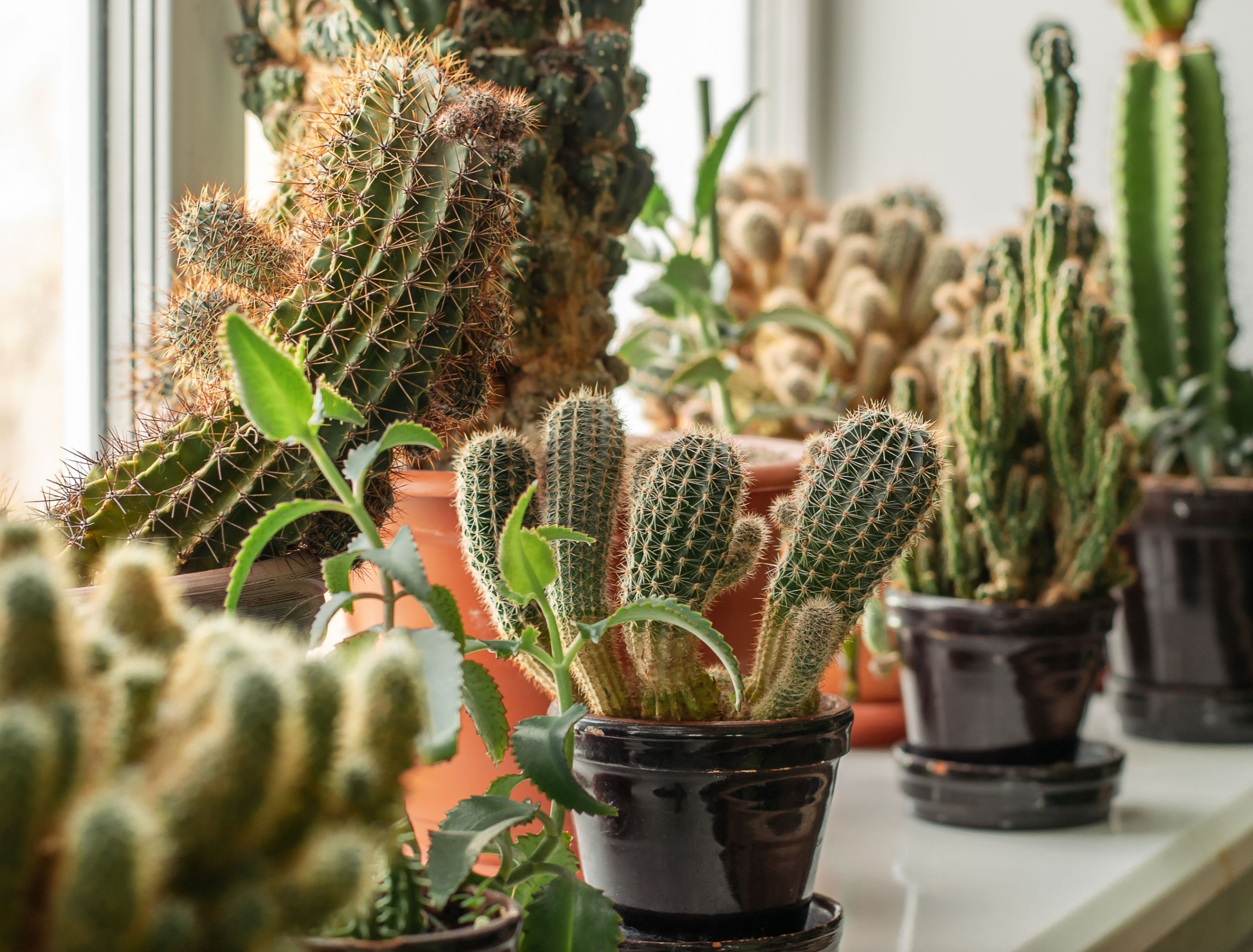 succulents-and-cacti-on-the-