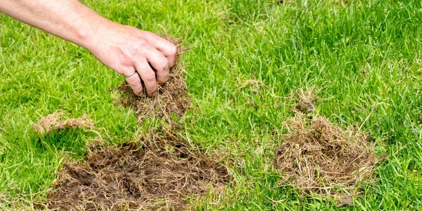 When to Dethatch Lawns in Early Spring