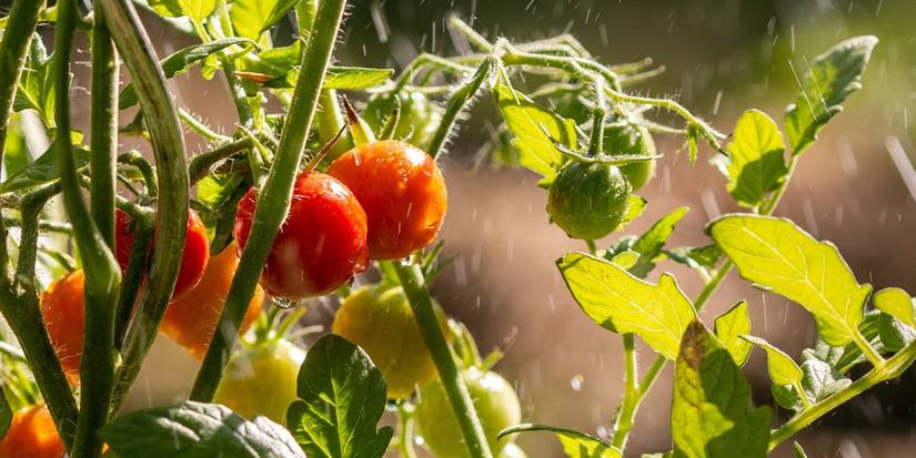 How to Grow Fresh Herbs and Veggies For BBQing