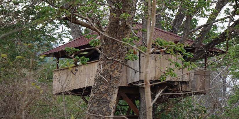 Balancing Treehouses with Tree Health