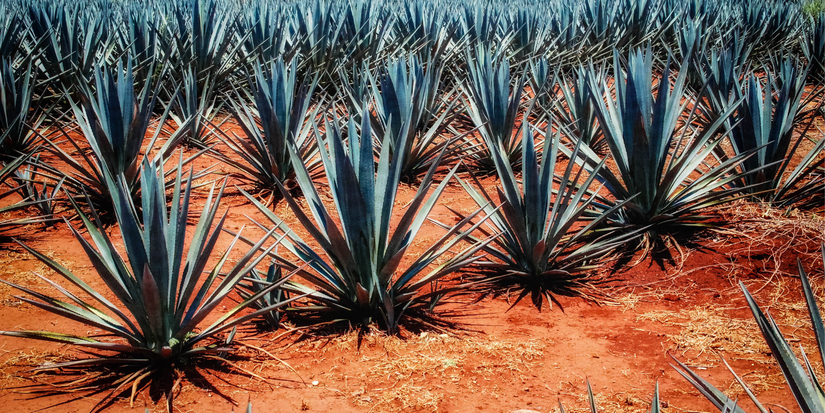 Agave Compost 8 Pretty Plants and Flowers For Your Gravel Garden