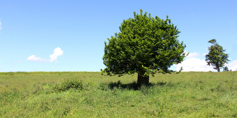 Local Trees Transform Your Landscape With Native Plants