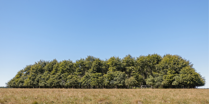 Plant a Tiny Forest to Boost Air Quality