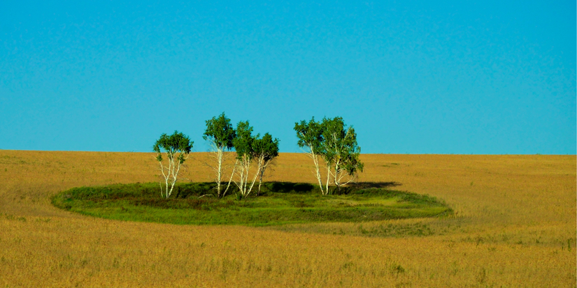 Plant a Tiny Forest to Boost Air Quality