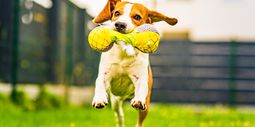 Build a Yard Fido Would Approve of With These Tips