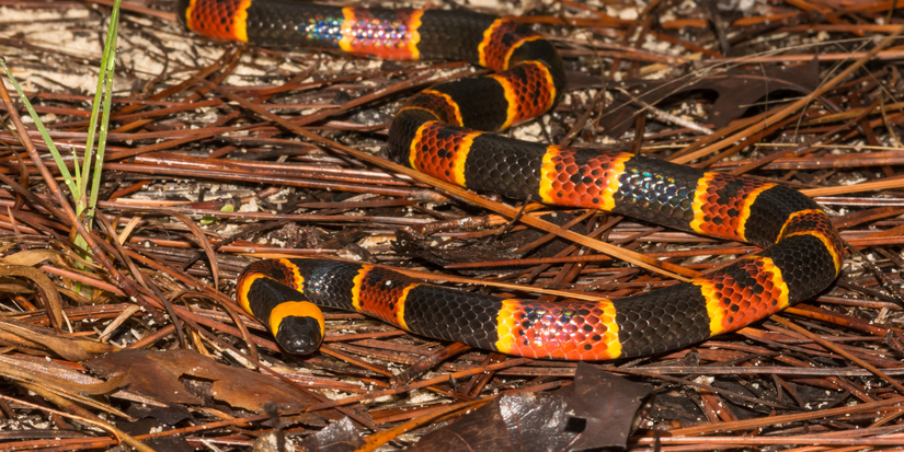 8 Types of Snakes You Can Find in Your Yard