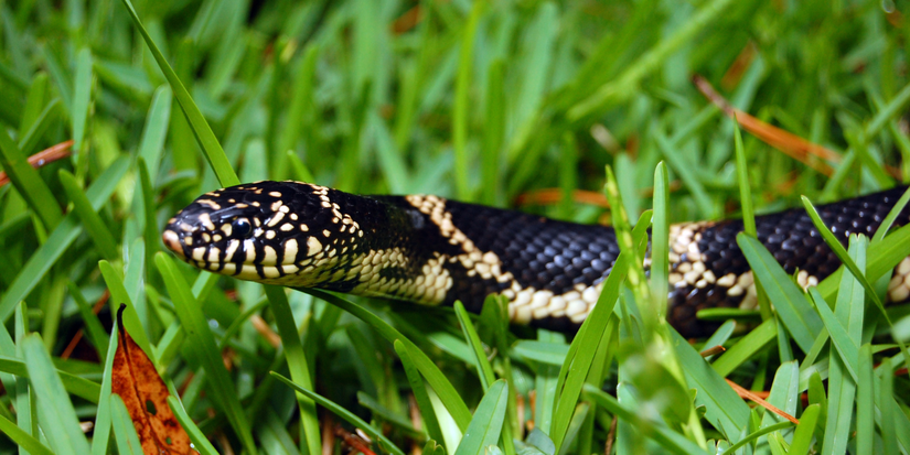 8 Types of Snakes You Can Find in Your Yard