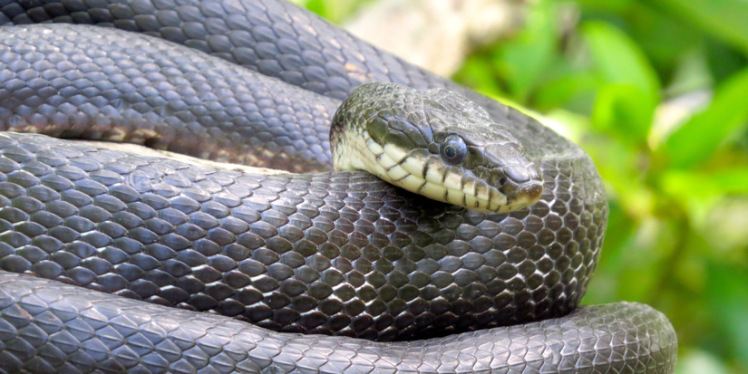 8 Types of Snakes You Can Find in Your Yard