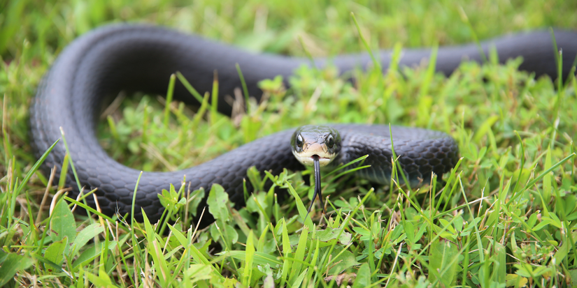 8 Types of Snakes You Can Find in Your Yard