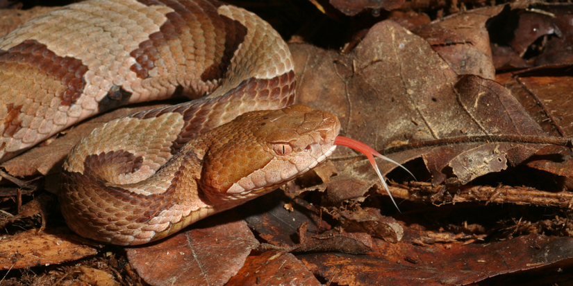 8 Types of Snakes You Can Find in Your Yard