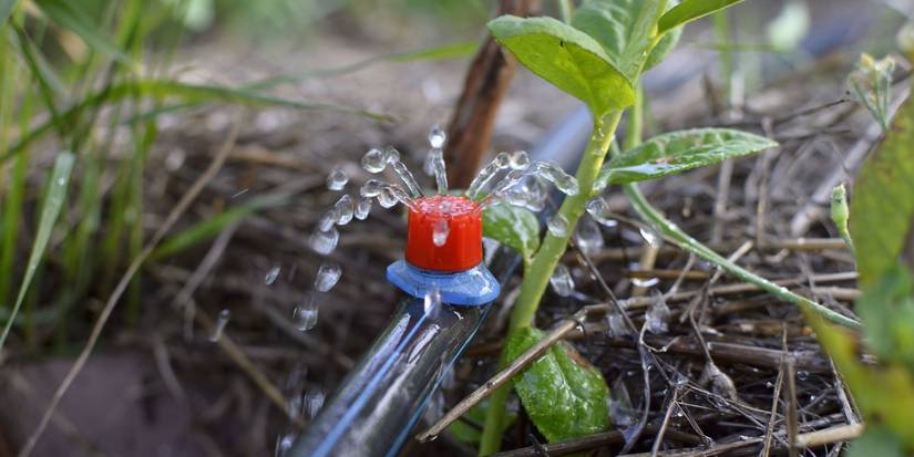 Master the Art of DIY Drip Irrigation in 6 Easy Steps
