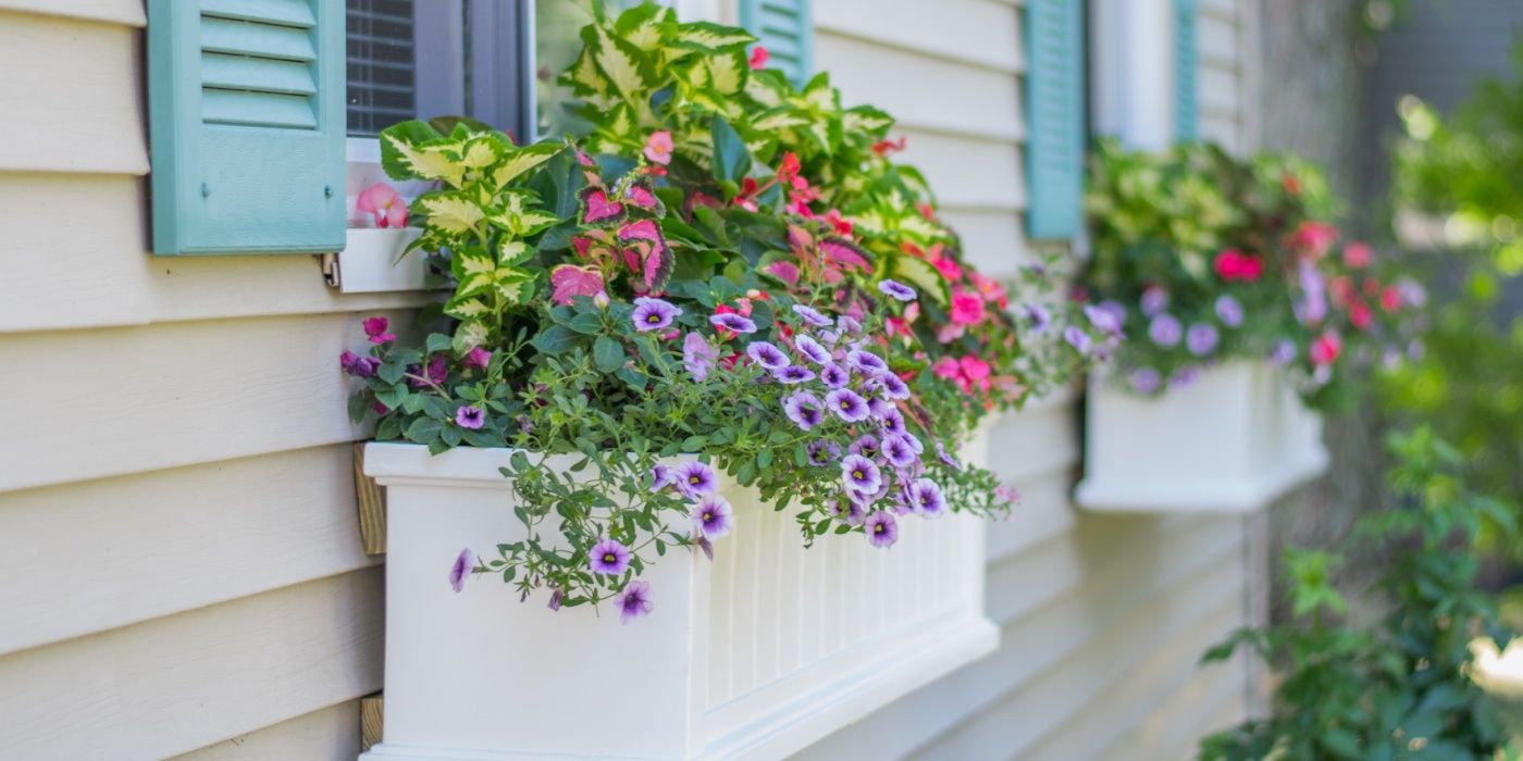 How to Clean and Refresh Your Window Boxes