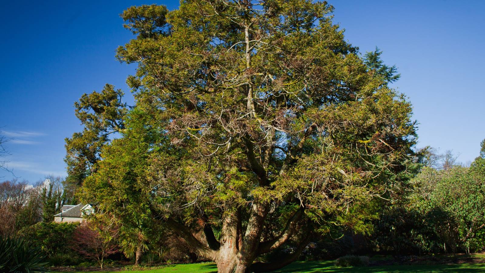 Apocalypse-Proof: 9 Evergreen Trees