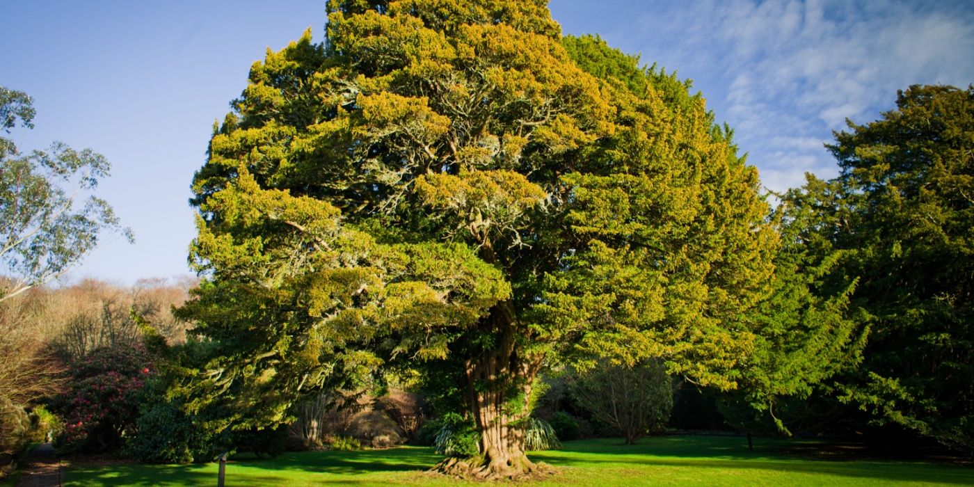 The Dark Legends Behind Ordinary Trees and Plants