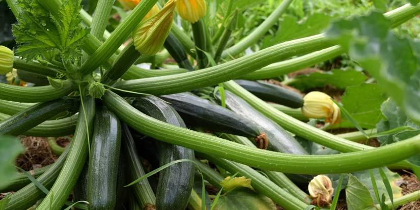 5 of the Best Vegetables to Grow in Full Sunlight