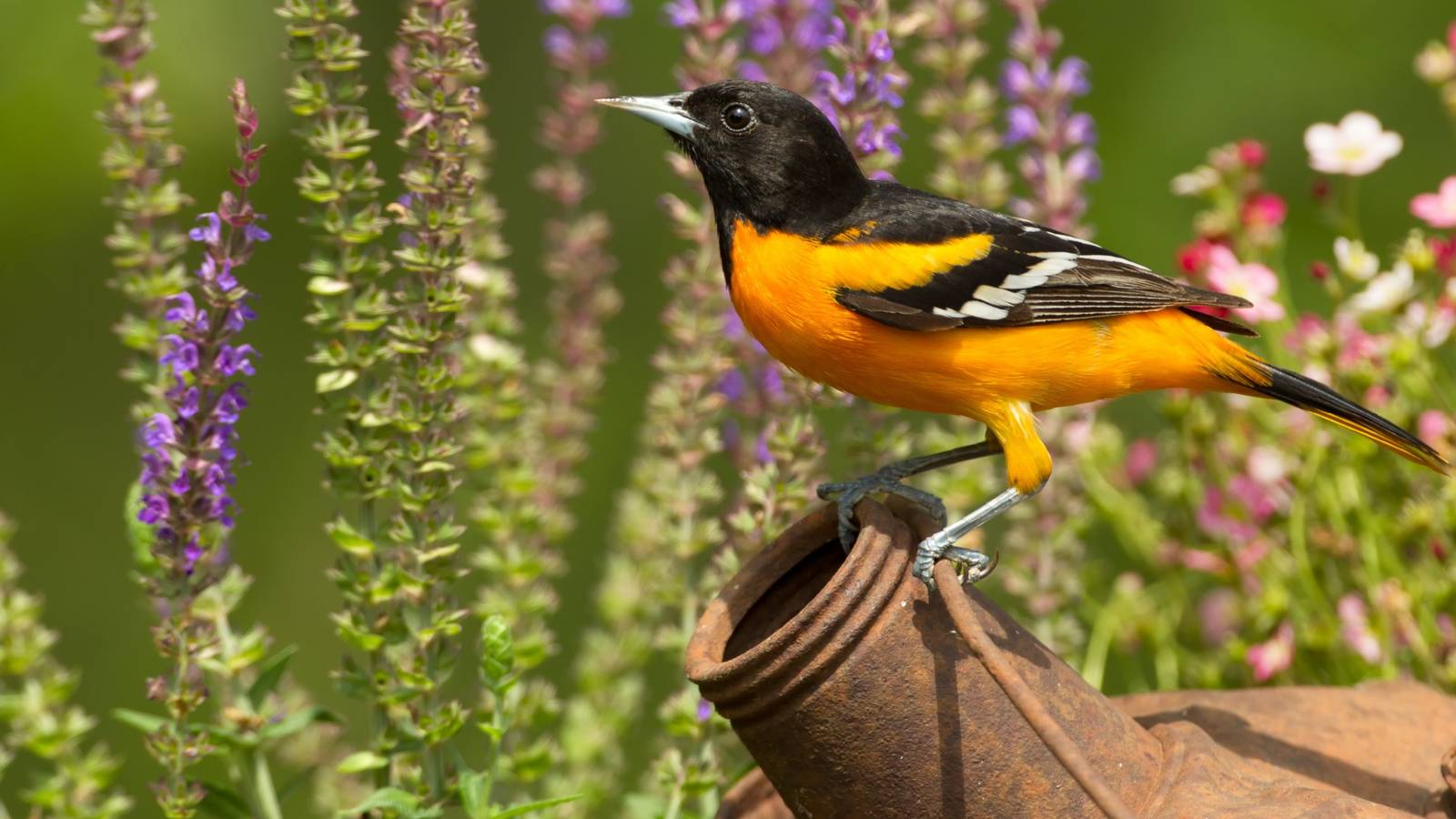 April Spring Bird Invite These Spring Birds to Your Garden