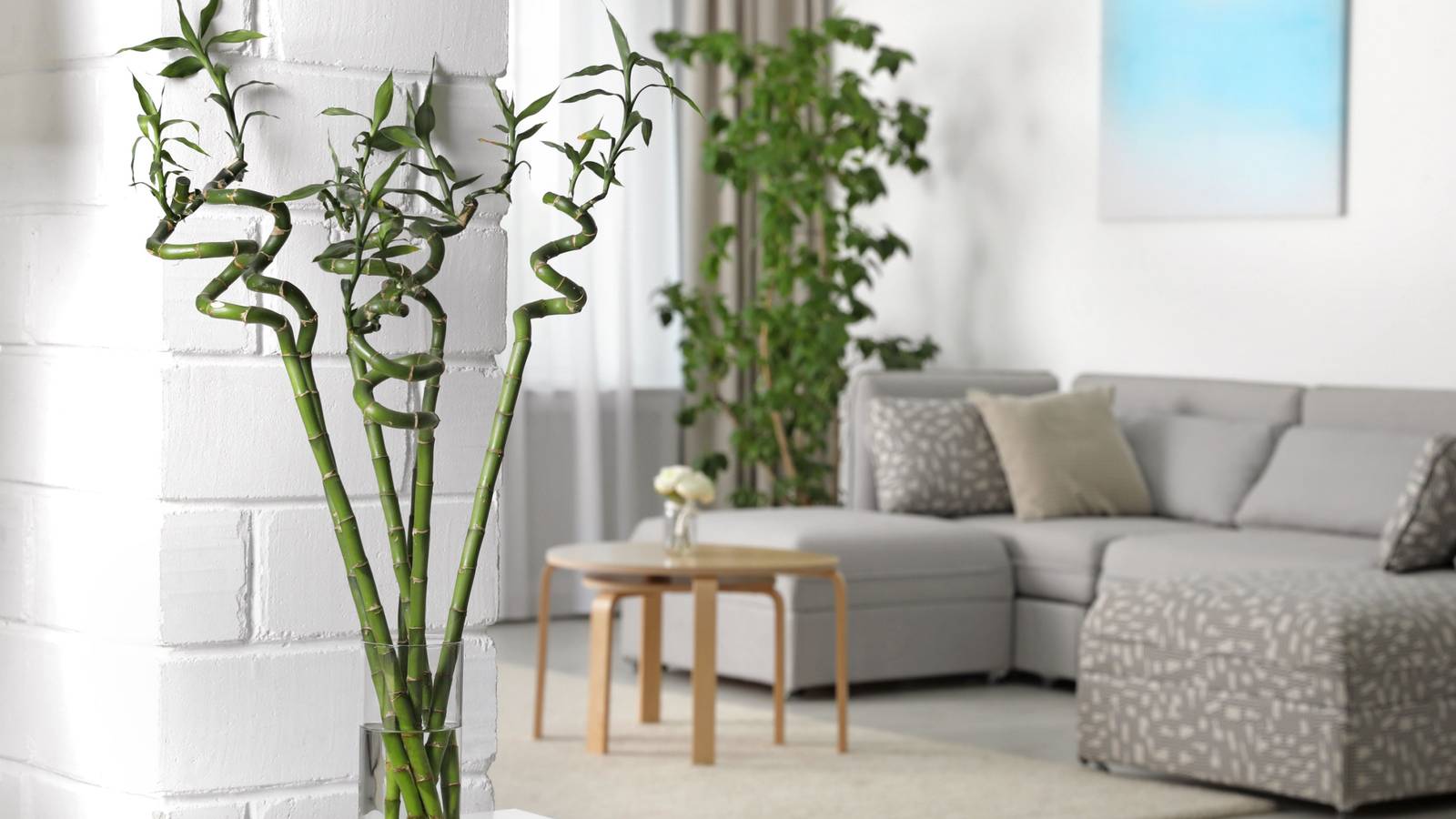 Pollen Free Houseplants: 8 Allergy Friendly Plants for Indoor Gardening