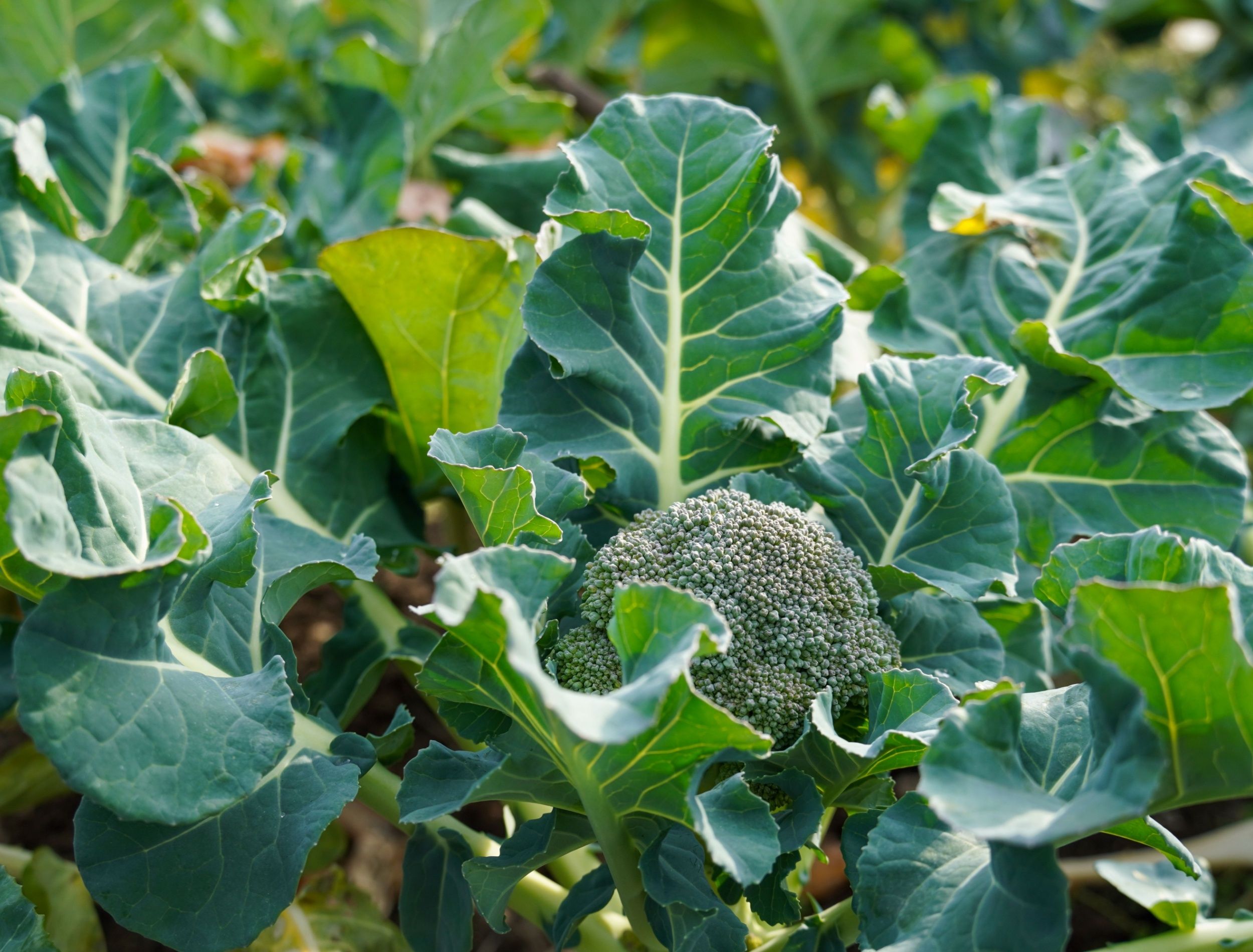 5 Plants with Unexpectedly Edible Leaves, image size:2500x1900