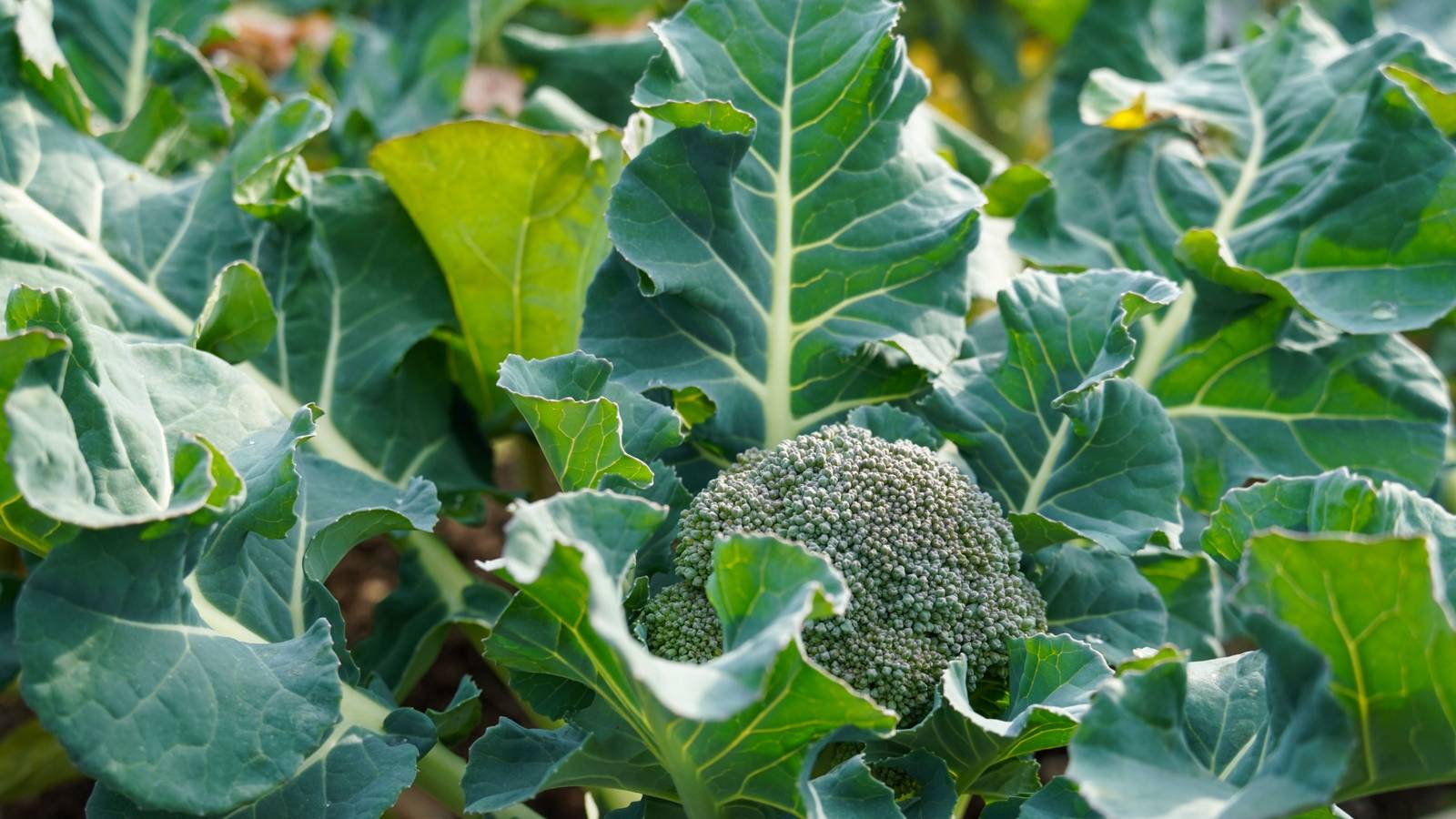 5 Plants with Unexpectedly Edible Leaves