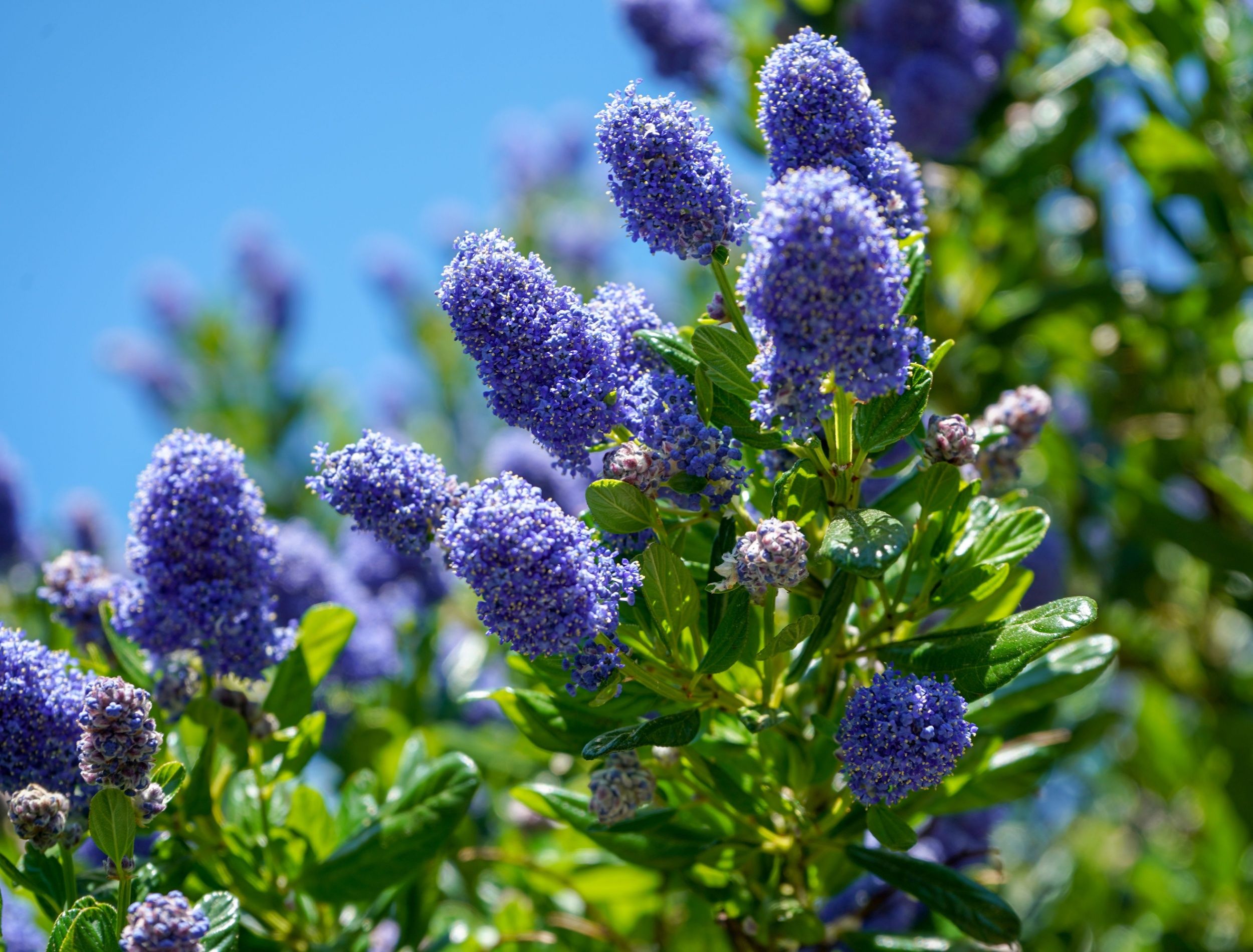 The Best Bushy Shrubs for Privacy and Curb Appeal