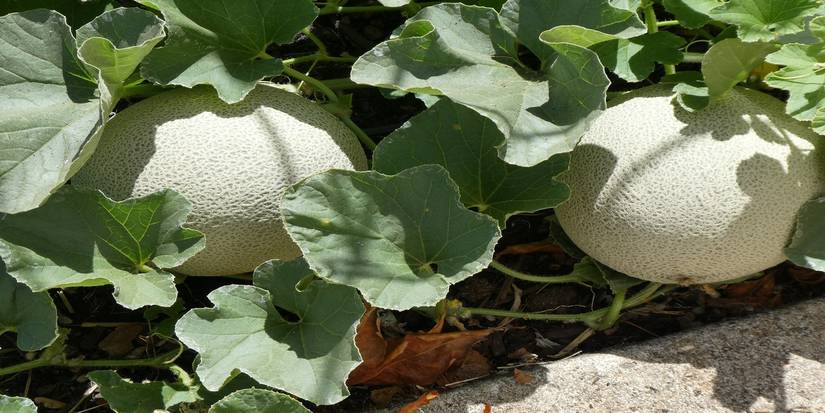 Cantaloupe 