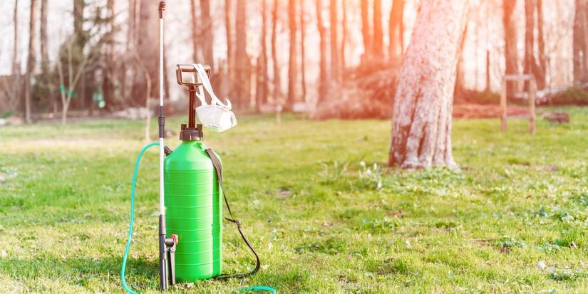 Reclaiming Your Lawn: 7 Strategies for Dealing with Exposed Tree Roots