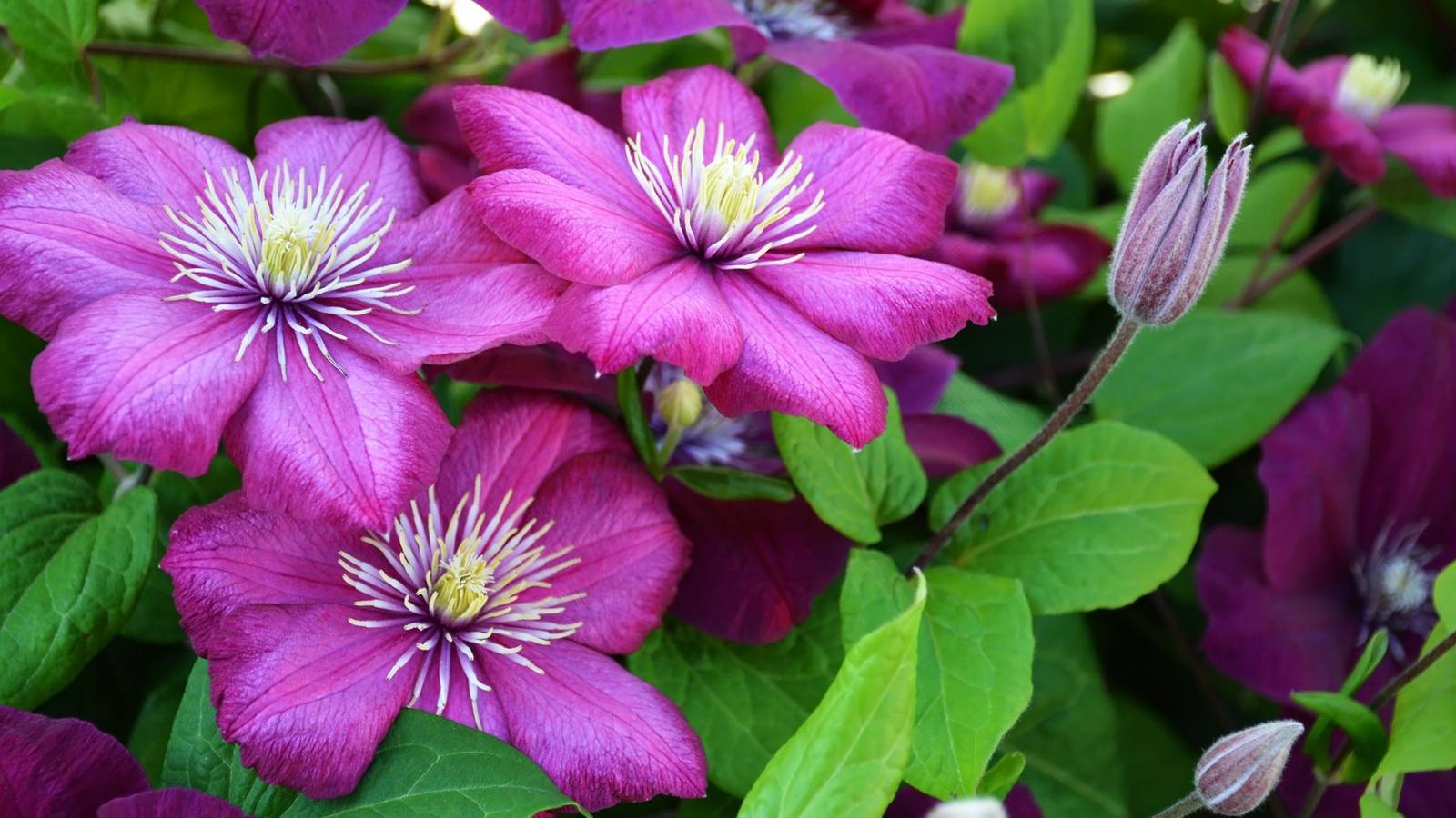 How an AI Tool Shines Light on Almost Extinct Plants