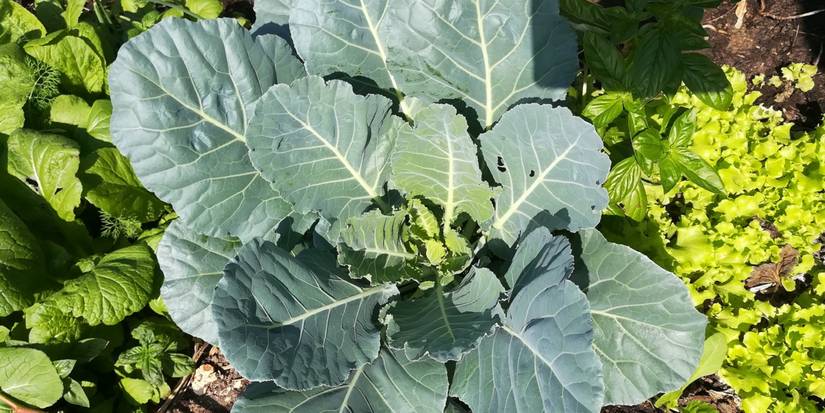 5 Green Plants That Fuel Your Body Naturally