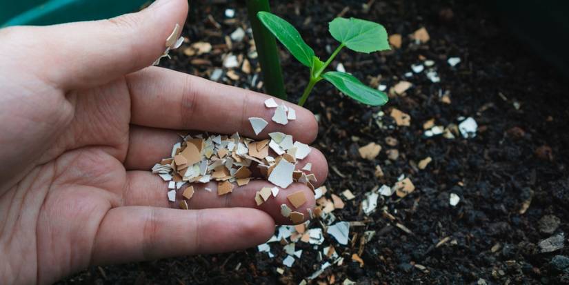 6 Ways to Use Eggshells for Plants and Around the House