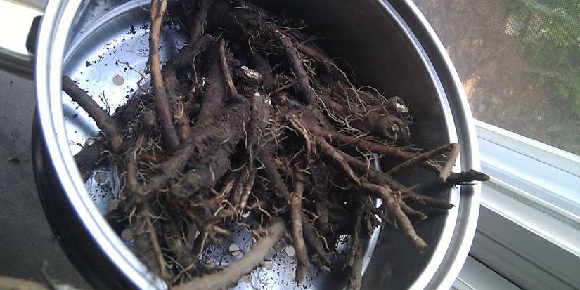 Dandelion Roots Rotting 6 Creative Ways to Utilize Dandelions from Your Yard
