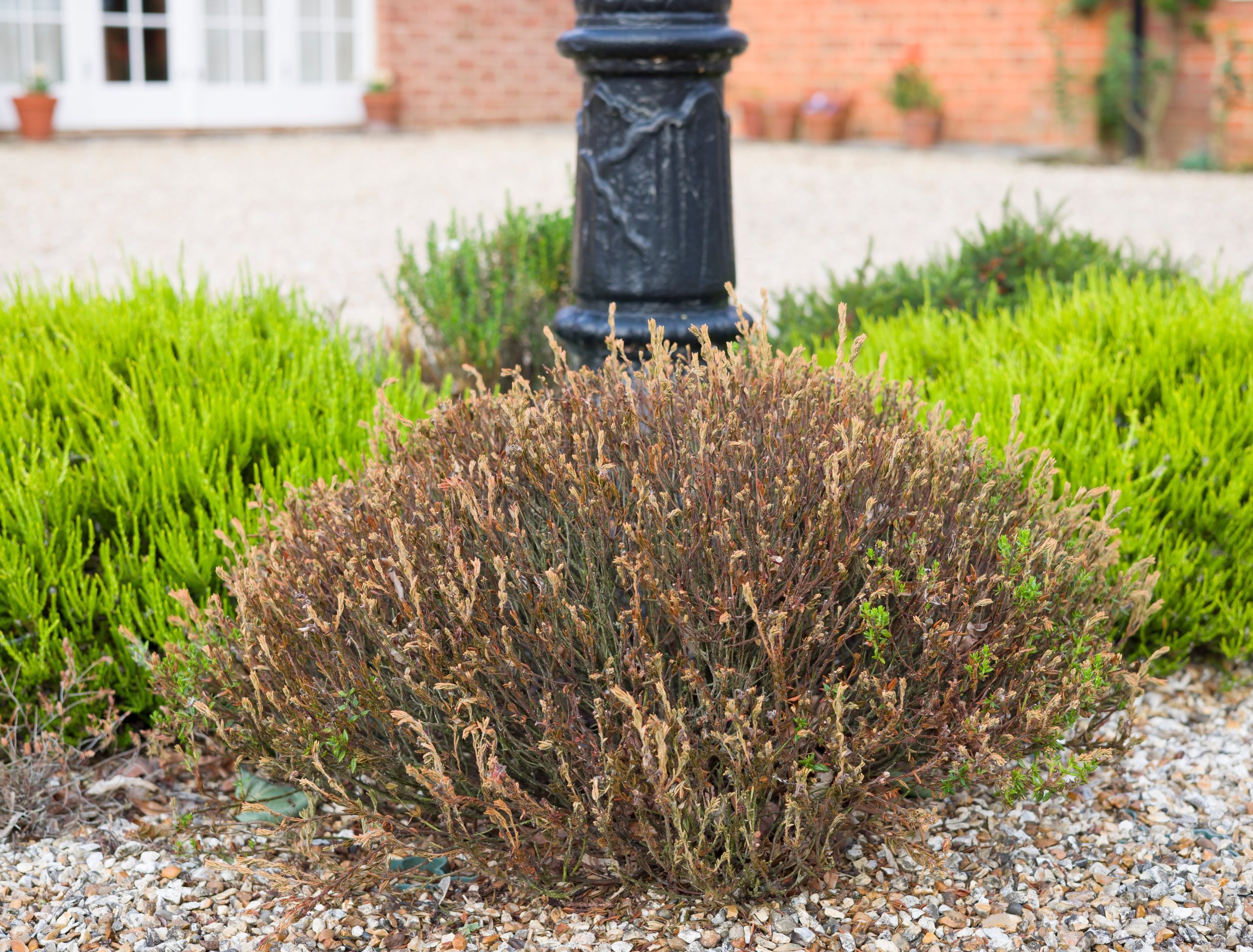 5 Signs You Have Dying Plants You Need to Remove