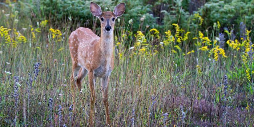 The Secret Deer Repelling Garden Hack: Irish Spring Soap!