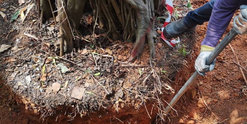 Reclaiming Your Lawn: 7 Strategies for Dealing with Exposed Tree Roots