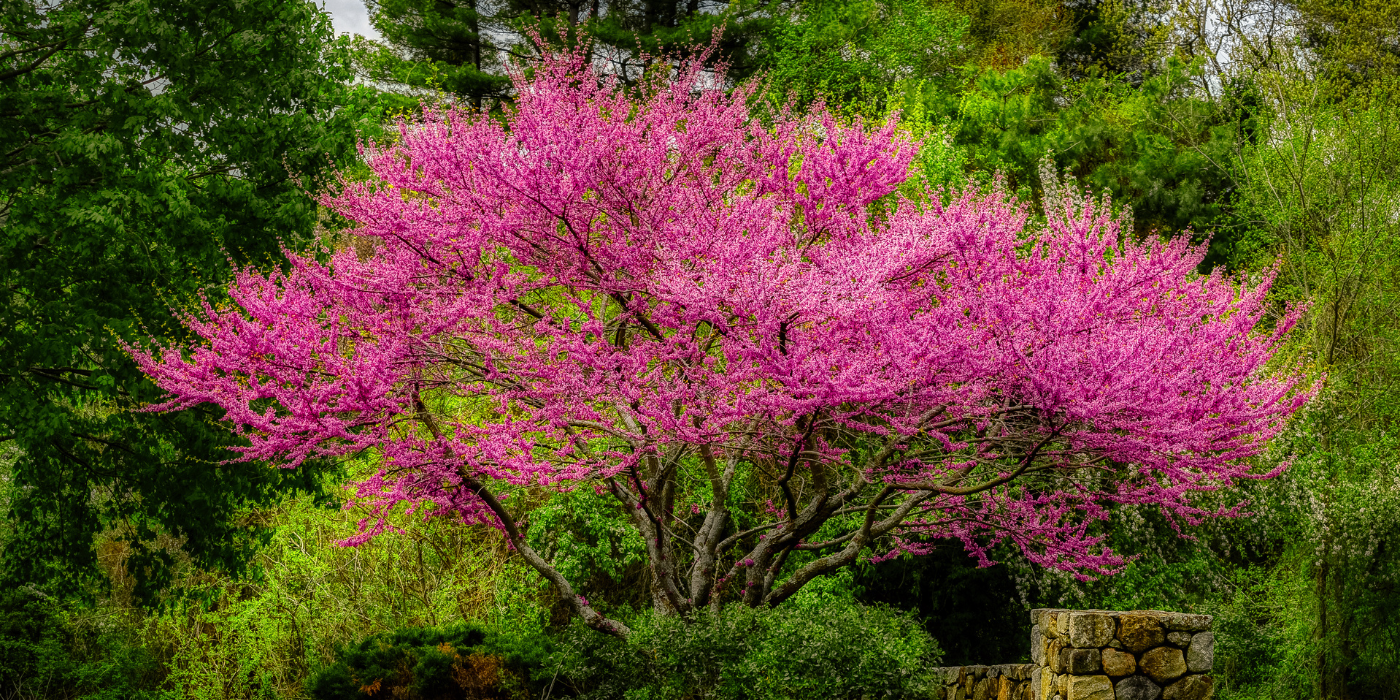 Transform Your Yard: Best Trees to Plant This September