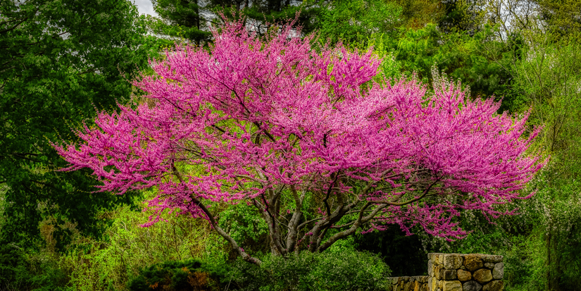 Use Ornamental Trees to Brighten Your Spring Garden