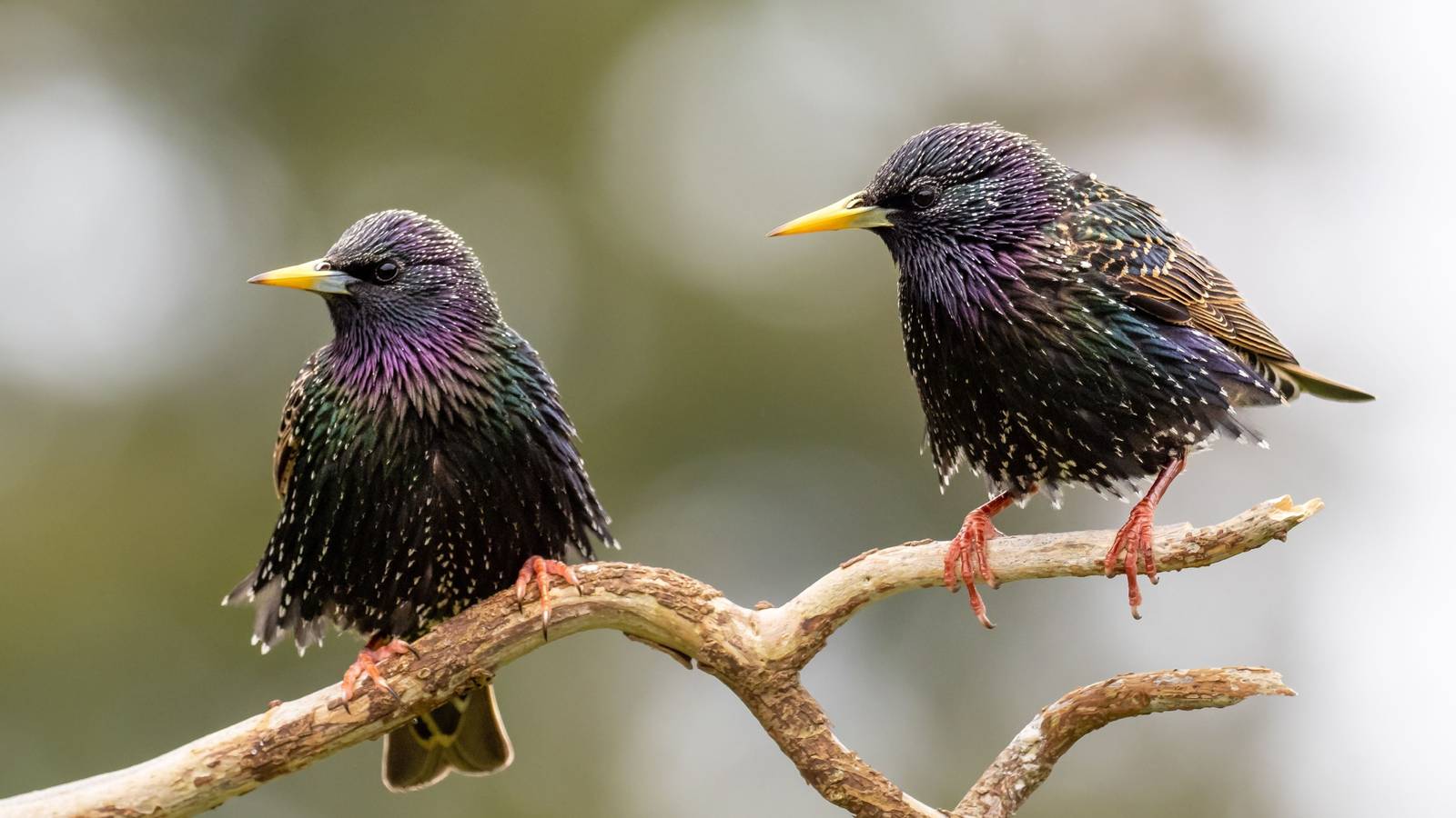 When Chirping Turns to Chaos: The Loudest Birds in Your Garden