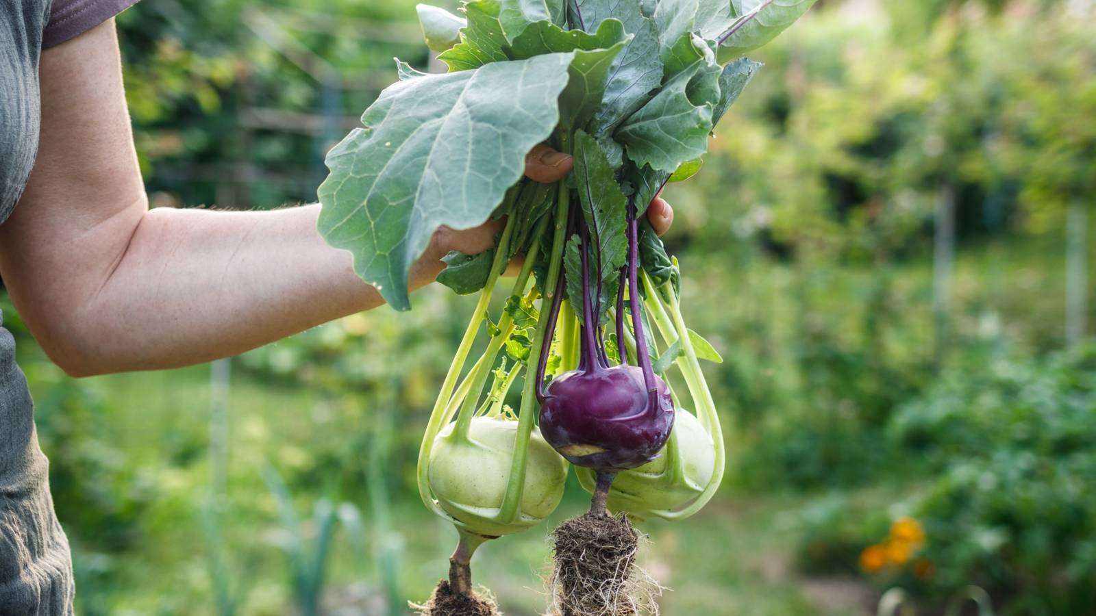 5 Spring Vegetables That Bring Novelty to Your Kitchen