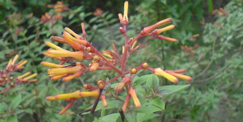 Exploring Firebush: A Unique Spring Addition to Your Garden