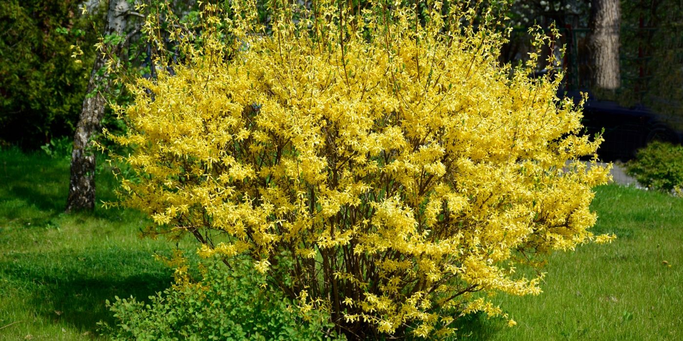 The Best Bushy Shrubs for Privacy and Curb Appeal