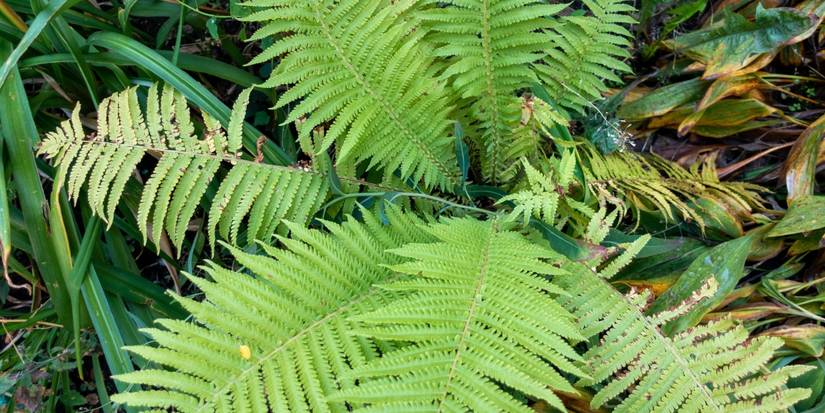 Add Beauty to Your Shade Garden with These Ferns