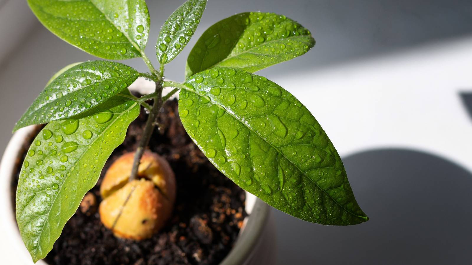 Can You Grow an Avocado Tree From its Pit?