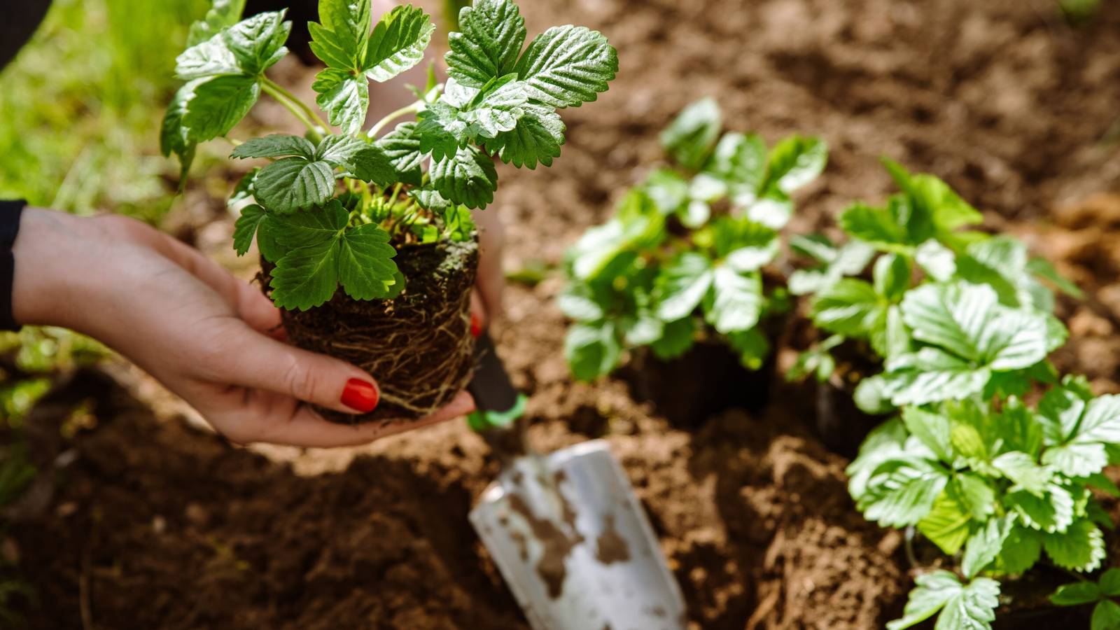 Transform Your Garden With Plants That Thrive in Loam Soil