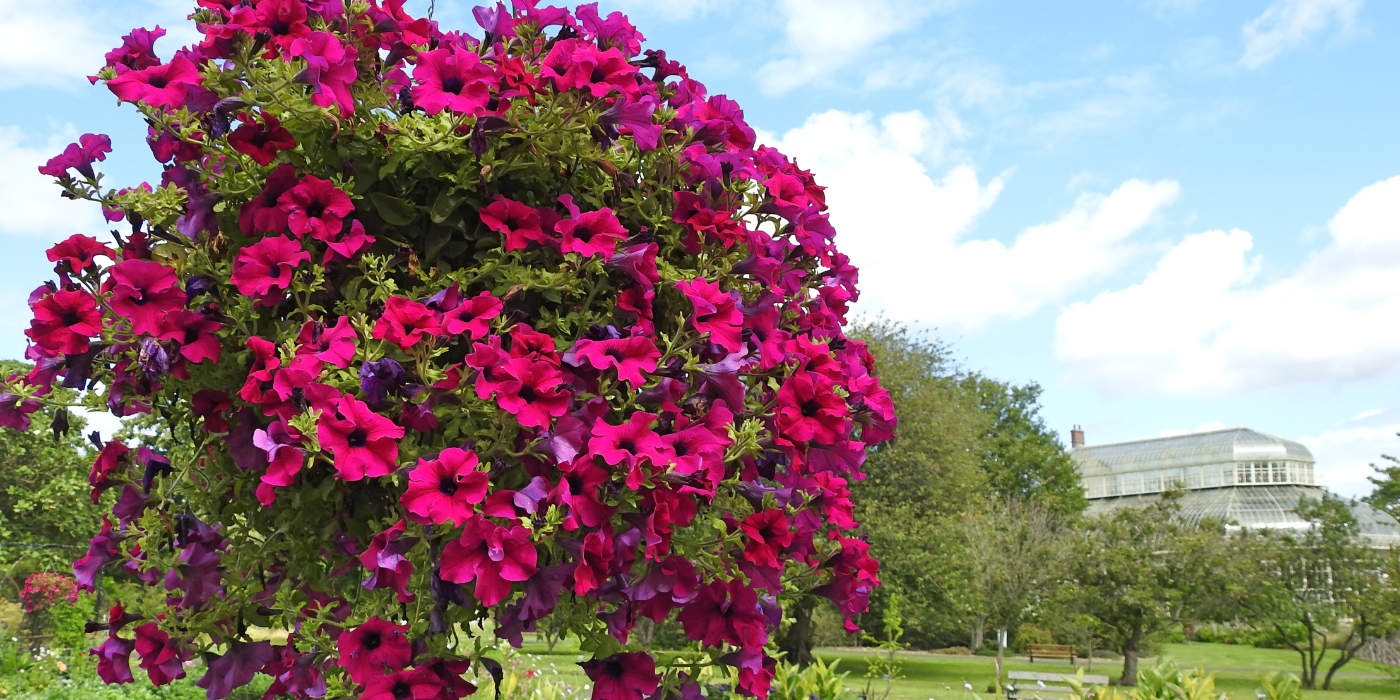 Extend Your Garden’s Beauty with Fall Plants and Flowers