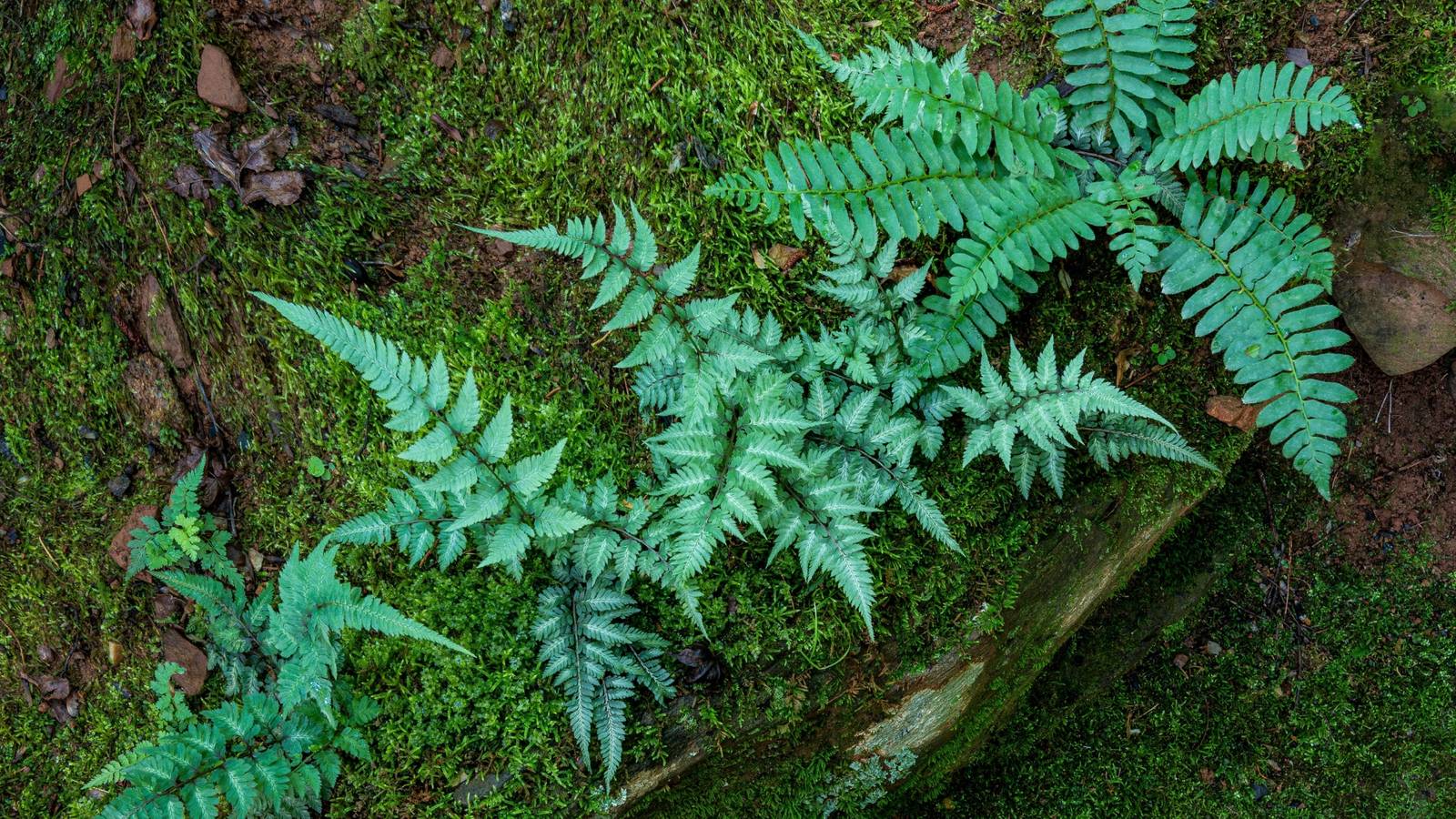 Add Beauty to Your Shade Garden with These Ferns