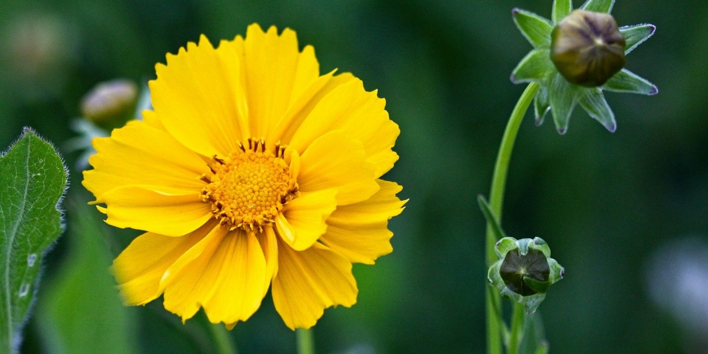 Why Bees Prefer Yellow Flowers: Boost Pollination in Your Garden